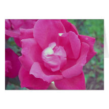 Dark Pink Rose Photo Greeting Card