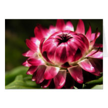 Dark Pink Strawflower Card 2