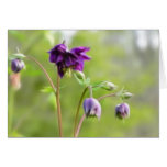 Dark Purple Columbine Greeting Cards