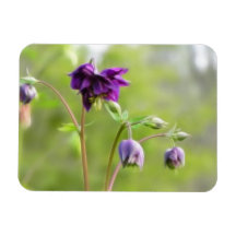 Dark Purple Columbine Flexible Magnet