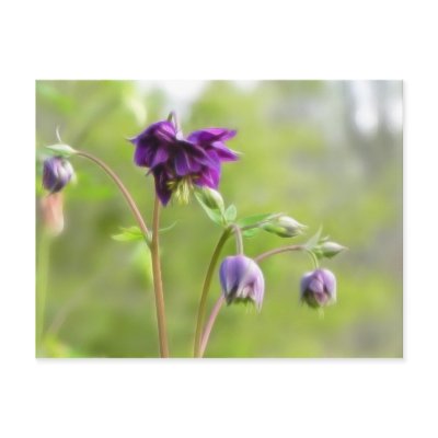 Dark Purple Columbine Post Card by Pretty_World