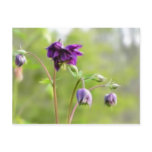 Dark Purple Columbine postcards