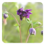 Dark Purple Columbine Sticker