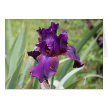 Dark Purple Iris Greeting Cards