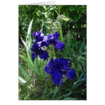 Dark Purple Iris III Card