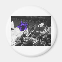 Dark Purple Petunia Magnet