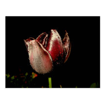 Dark Purple Tulip Postcards