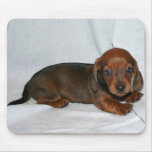 Dark Red Dachshund Puppy