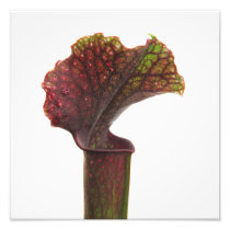 Dark Red Pitcher Plant