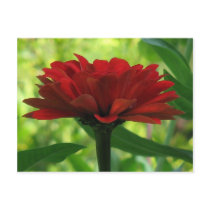 Dark Red Zinnia