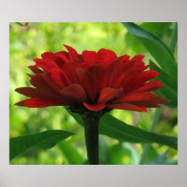 Dark Red Zinnia