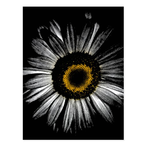 Darkroom Daisy Post Cards