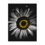 Darkroom Daisy Post Cards