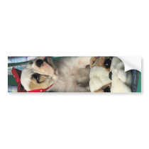 Darling Little Bulldog Puppy Bumper Stickers