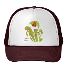 Darlingtonia de plante carnivore casquettes