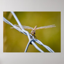 Darryl Dragonfly Posters