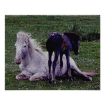 Dartmoor Pony Grey Mare Resting Foal Standing Photo Print