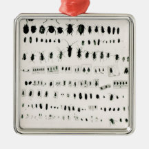 Darwin's insect collection christmas ornaments