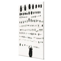 Darwin's insect collection gallery wrapped canvas