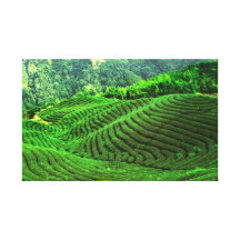 Dasan  Stretched Canvas Print