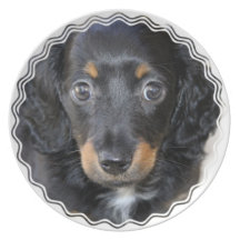 Daschund Puppy Dog Plate