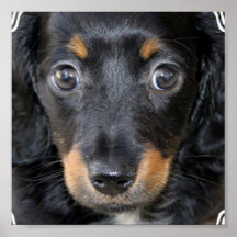 Daschund Puppy Dog Poster