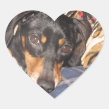 Daschund Weener Dog face Heart Stickers