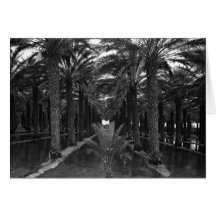 Date Palm Grove during Irrigation, 1966 Card