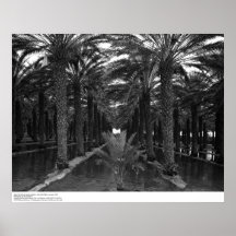 Date Palm Grove during Irrigation, 1966 Print