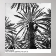 Date Palms in Palm Desert by Ansel Adams Posters