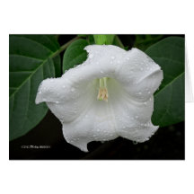 Datura in the Morning Cards