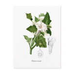 Datura inoxia postcard