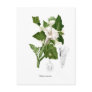 Datura inoxia postcard