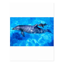 dauphins carte postale