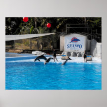 Dauphins et leurs entraîneurs au parc marin de Sel Posters