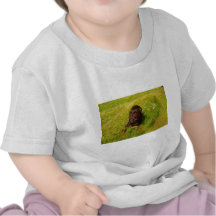 Davis Sullivan Bos T Shirt