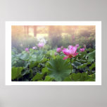 Dawn on Lotus Pond posters
