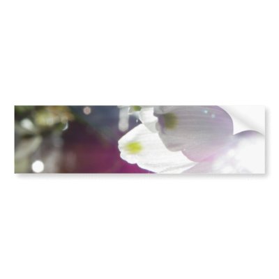 Dawn Snowdrops Bumper Sticker by NZPhotography
