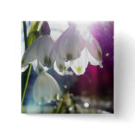 Dawn Snowdrops Button