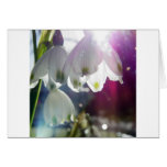 Dawn Snowdrops Cards