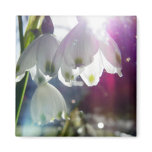 Dawn Snowdrops Magnets