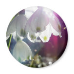 Dawn Snowdrops Refrigerator Magnet