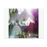 Dawn Snowdrops Postcard