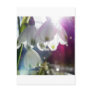 Dawn Snowdrops Post Card