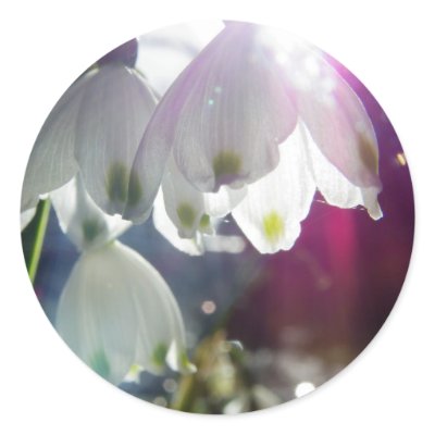 Dawn Snowdrops Stickers by NZPhotography