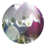 Dawn Snowdrops stickers