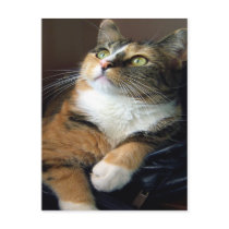 Day Dreamer Postcard