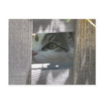 Day dreaming postcards