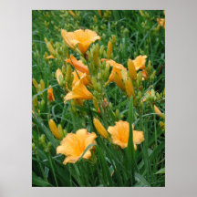 Day Lillies Print