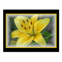 Day Lilly Postcard